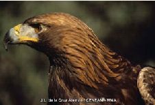 aguila