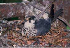 alcotan2
