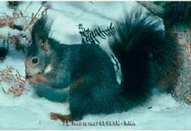 ardilla2