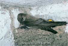 avion2