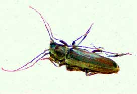 capricornio2