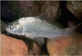 carpa-comun