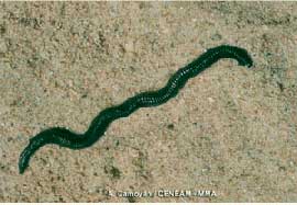 ciega2