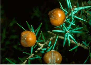 enebro1