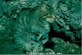 gato2