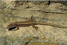 lagartija roquera