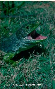 lagarto-ocelado2