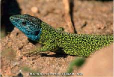 lagarto-verdinegro2