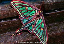 mariposa2