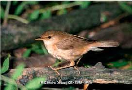 mosquitero2