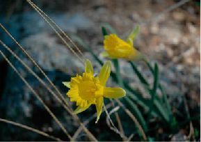 narciso
