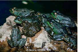 rana-comun2