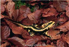 salamandra