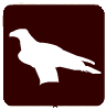 aguila real