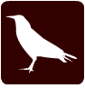 chova piquirroja