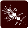 enebro