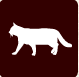 gato1