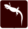 lagartijaroquera