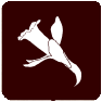 narciso