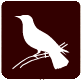 oropendola1