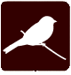 pardillo3