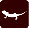 salamandra comun