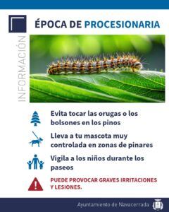 comienza la época de la procesionaria del pino