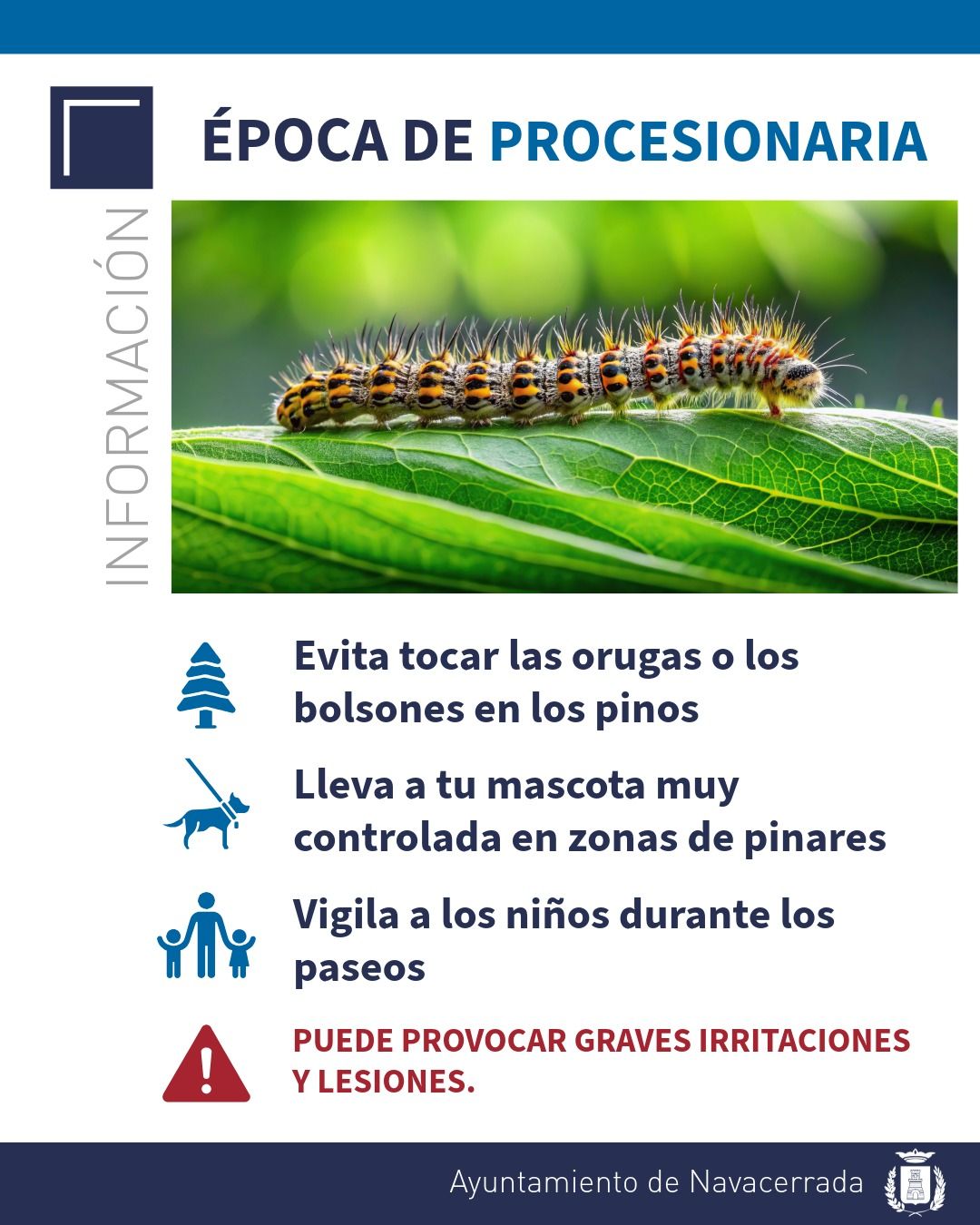 comienza la época de la procesionaria del pino