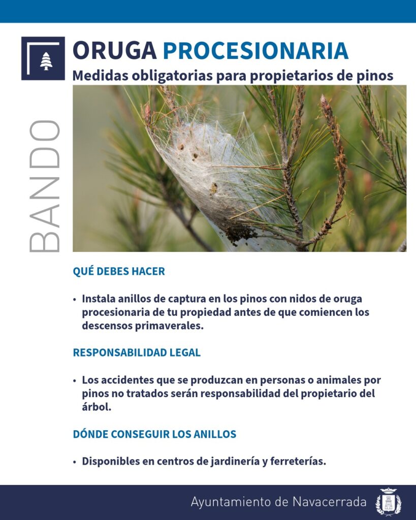 Bando municipal: medidas obligatorias contra la oruga procesionaria
